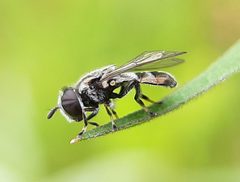 Trichopsomyia by (c) Will Linnard, some rights reserved (CC BY), uploaded by Will Linnard. Used under a CC-BY license.