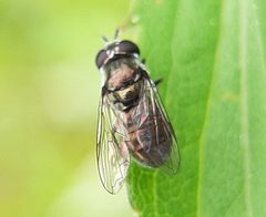 Trichopsomyia by (c) Will Linnard, some rights reserved (CC BY), uploaded by Will Linnard. Used under a CC-BY license.