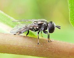 Trichopsomyia by (c) Will Linnard, some rights reserved (CC BY), uploaded by Will Linnard. Used under a CC-BY license.
