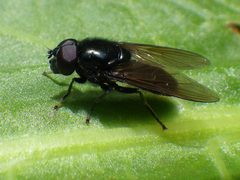 Cheilosia by (c) Ben Armstrong, some rights reserved (CC BY), uploaded by Ben Armstrong. Used under a CC-BY license.