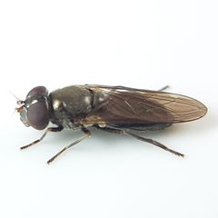 Cheilosia by (c) Will Linnard, some rights reserved (CC BY), uploaded by Will Linnard. Used under a CC-BY license.