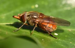 Rhingia by (c) Mike Kerry, some rights reserved (CC BY), uploaded by Mike Kerry. Used under a CC-BY license.