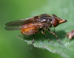 Rhingia by (c) S. Rae, some rights reserved (CC BY). Used under a CC-BY license.