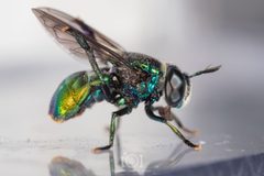 Microdon fulgens by no rights reserved, uploaded by Lyn Roueche. Used under a CC0 license.