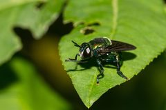 Microdon fulgens by (c) Richard Stovall, some rights reserved (CC BY), uploaded by Richard Stovall. Used under a CC-BY license.