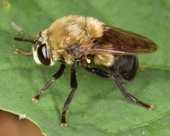 Microdon megalogaster by (c) skitterbug, some rights reserved (CC BY), uploaded by skitterbug. Used under a CC-BY license.