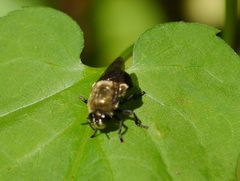 Microdon megalogaster by (c) Matt Muir, some rights reserved (CC BY), uploaded by Matt Muir. Used under a CC-BY license.