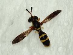 Mixogaster breviventris by (c) mayfly1963, some rights reserved (CC BY), uploaded by mayfly1963. Used under a CC-BY license.