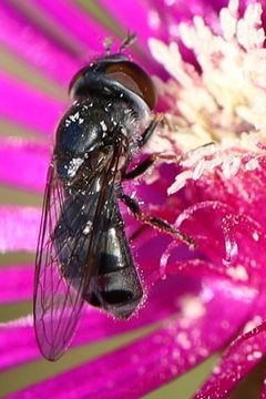Platycheirus by (c) eebee, some rights reserved (CC BY), uploaded by eebee. Used under a CC-BY license.