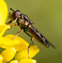 Platycheirus by (c) Josh Boe, some rights reserved (CC BY), uploaded by Josh Boe. Used under a CC-BY license.