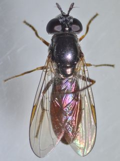 Platycheirus russatus by (c) Don Loarie, some rights reserved (CC BY), uploaded by Don Loarie. Used under a CC-BY license.