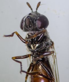Platycheirus russatus by (c) Don Loarie, some rights reserved (CC BY), uploaded by Don Loarie. Used under a CC-BY license.