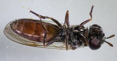 Platycheirus russatus by (c) Don Loarie, some rights reserved (CC BY), uploaded by Don Loarie. Used under a CC-BY license.