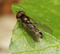 Platycheirus scutatus by (c) Sandy Rae, some rights reserved (CC BY). Used under a CC-BY license.