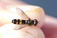 Pyrophaena rosarum by (c) Owen Strickland, some rights reserved (CC BY), uploaded by Owen Strickland. Used under a CC-BY license.