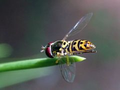 Allograpta radiata by (c) Eridan Xharahi, some rights reserved (CC BY), uploaded by Eridan Xharahi. Used under a CC-BY license.