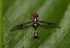 Eosalpingogaster by (c) Lucas Rubio, some rights reserved (CC BY), uploaded by Lucas Rubio. Used under a CC-BY license.