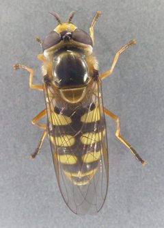 Eupeodes by (c) Janet Graham, some rights reserved (CC BY). Used under a CC-BY license.