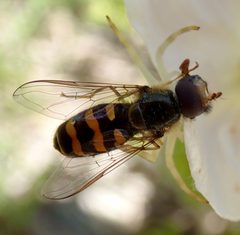 Lapposyrphus aberrantis by (c) John Brew, some rights reserved (CC BY), uploaded by John Brew. Used under a CC-BY license.