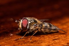 Lapposyrphus lapponicus by (c) Jeremiah Degenhardt, some rights reserved (CC BY), uploaded by Jeremiah Degenhardt. Used under a CC-BY license.