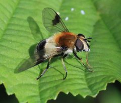 Leucozona by (c) S. Rae, some rights reserved (CC BY). Used under a CC-BY license.