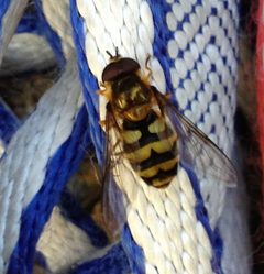 Megasyrphus laxus by (c) 101595408250610106310, some rights reserved (CC BY), uploaded by 101595408250610106310. Used under a CC-BY license.
