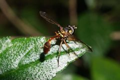 Salpingogaster punctifrons by (c) Eridan Xharahi, some rights reserved (CC BY). Used under a CC-BY license.