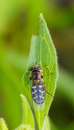 Scaeva affinis by (c) Michael Warner, some rights reserved (CC BY), uploaded by Michael Warner. Used under a CC-BY license.