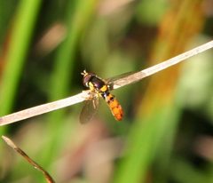 Sphaerophoria pyrrhina by (c) Rebecca Ray, some rights reserved (CC BY), uploaded by Rebecca Ray. Used under a CC-BY license.