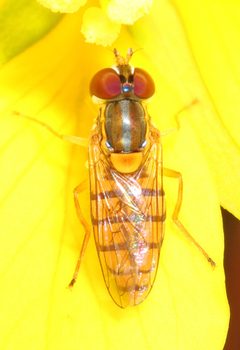 Toxomerus jussiaeae by (c) Judy Gallagher, some rights reserved (CC BY). Used under a CC-BY license.