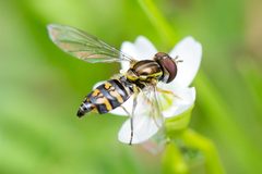 Toxomerus occidentalis by (c) Ken-ichi Ueda, some rights reserved (CC BY), uploaded by Ken-ichi Ueda. Used under a CC-BY license.