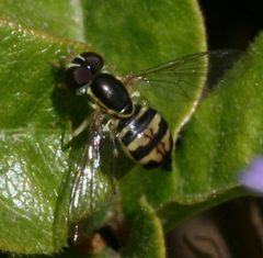 Toxomerus occidentalis by (c) Sandy__R, some rights reserved (CC BY). Used under a CC-BY license.