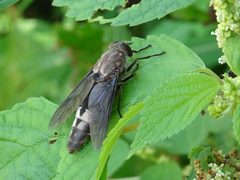 Merycomyia by (c) Thomas Koffel, some rights reserved (CC BY), uploaded by Thomas Koffel. Used under a CC-BY license.