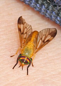 Diachlorus ferrugatus by (c) Judy Gallagher, some rights reserved (CC BY). Used under a CC-BY license.