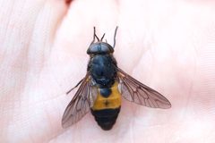 Hybomitra criddlei by (c) Owen Strickland, some rights reserved (CC BY), uploaded by Owen Strickland. Used under a CC-BY license.