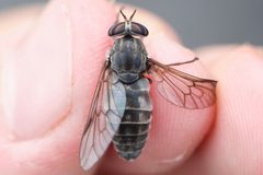 Hybomitra frontalis by (c) Owen Strickland, some rights reserved (CC BY), uploaded by Owen Strickland. Used under a CC-BY license.