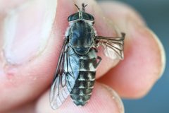 Hybomitra frontalis by (c) Owen Strickland, some rights reserved (CC BY), uploaded by Owen Strickland. Used under a CC-BY license.