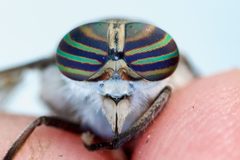 Hybomitra frontalis by (c) Owen Strickland, some rights reserved (CC BY), uploaded by Owen Strickland. Used under a CC-BY license.