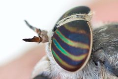 Hybomitra frontalis by (c) Owen Strickland, some rights reserved (CC BY), uploaded by Owen Strickland. Used under a CC-BY license.