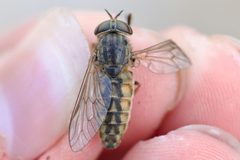 Hybomitra frontalis by (c) Owen Strickland, some rights reserved (CC BY), uploaded by Owen Strickland. Used under a CC-BY license.