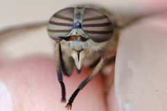 Hybomitra frontalis by (c) Owen Strickland, some rights reserved (CC BY), uploaded by Owen Strickland. Used under a CC-BY license.