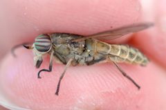 Hybomitra frontalis by (c) Owen Strickland, some rights reserved (CC BY), uploaded by Owen Strickland. Used under a CC-BY license.