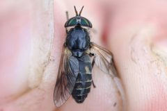 Hybomitra hinei by (c) Owen Strickland, some rights reserved (CC BY), uploaded by Owen Strickland. Used under a CC-BY license.