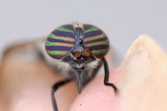 Hybomitra hinei by (c) Owen Strickland, some rights reserved (CC BY), uploaded by Owen Strickland. Used under a CC-BY license.