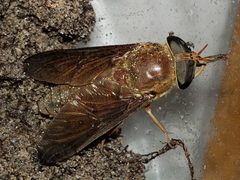 Tabanus fumipennis by (c) Arturo Santos, some rights reserved (CC BY), uploaded by Arturo Santos. Used under a CC-BY license.