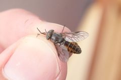 Hybomitra minuscula by (c) Quinten Wiegersma, some rights reserved (CC BY), uploaded by Quinten Wiegersma. Used under a CC-BY license.