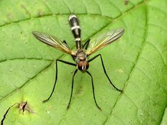 Cordyligaster by (c) Katja Schulz, some rights reserved (CC BY). Used under a CC-BY license.