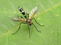 Cordyligaster septentrionalis by (c) Katja Schulz, some rights reserved (CC BY). Used under a CC-BY license.