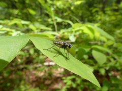 Cryptomeigenia demylus by (c) eamonccorbett, some rights reserved (CC BY), uploaded by eamonccorbett. Used under a CC-BY license.