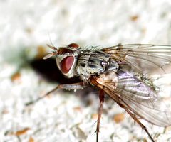 Cryptomeigenia by (c) Michelle W. (鍾偉瑋), some rights reserved (CC BY), uploaded by Michelle W. (鍾偉瑋). Used under a CC-BY license.